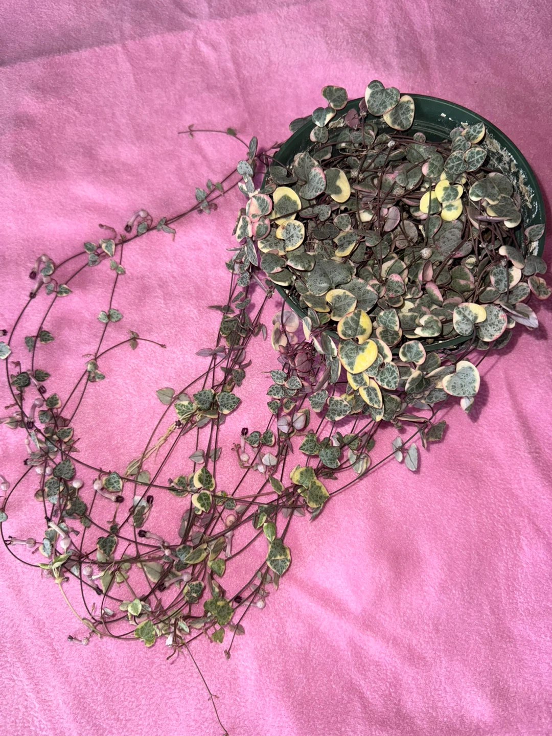 Variegated String of Hearts Plant - photo 5