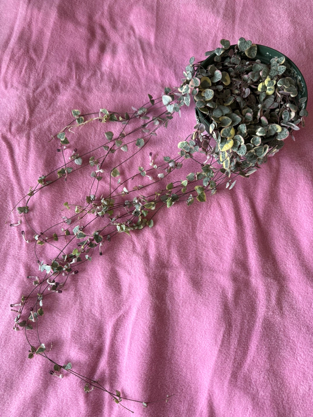 Variegated String of Hearts Plant - photo 4