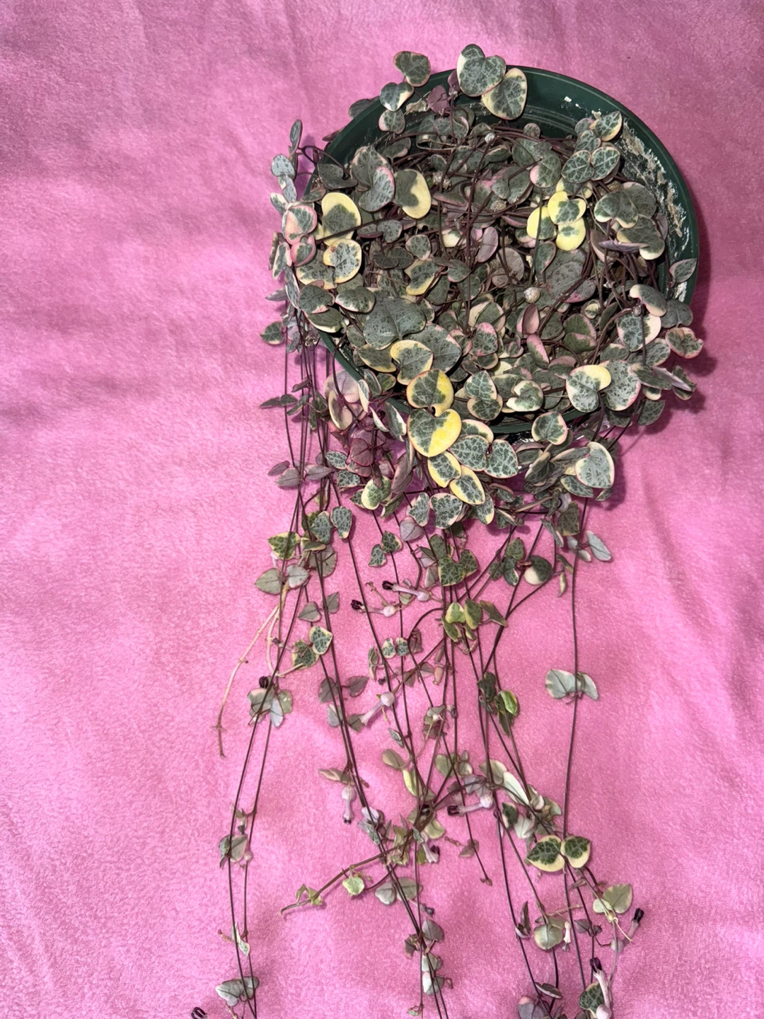 Variegated String of Hearts Plant - photo 2