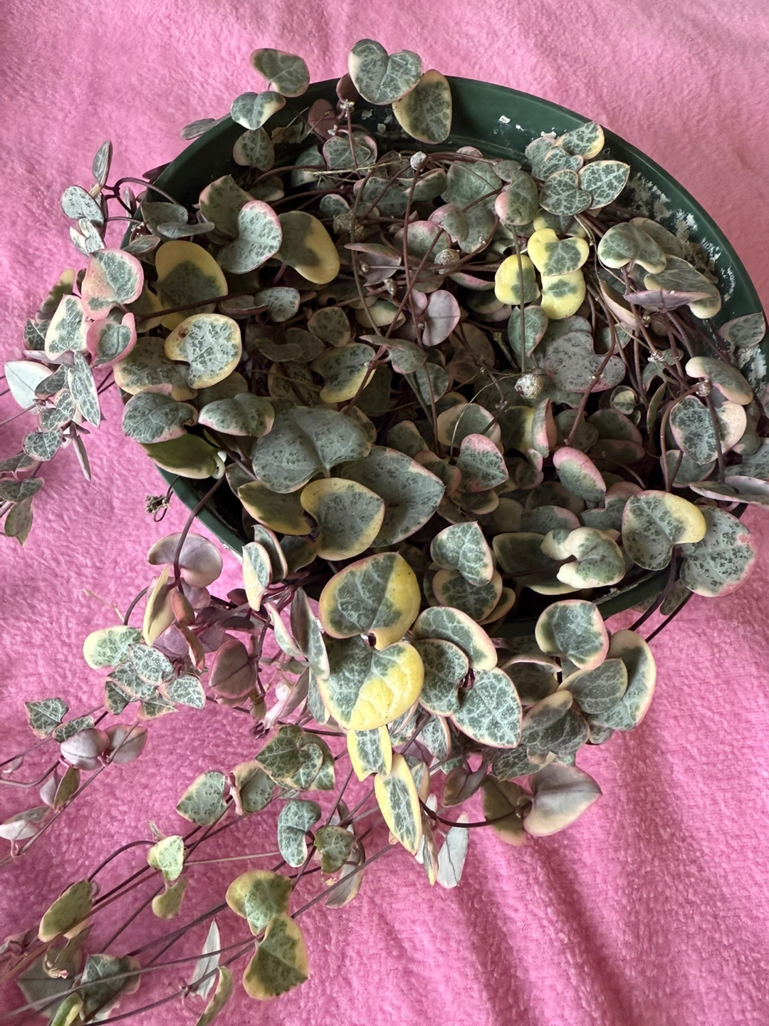 Variegated String of Hearts Plant - photo 3