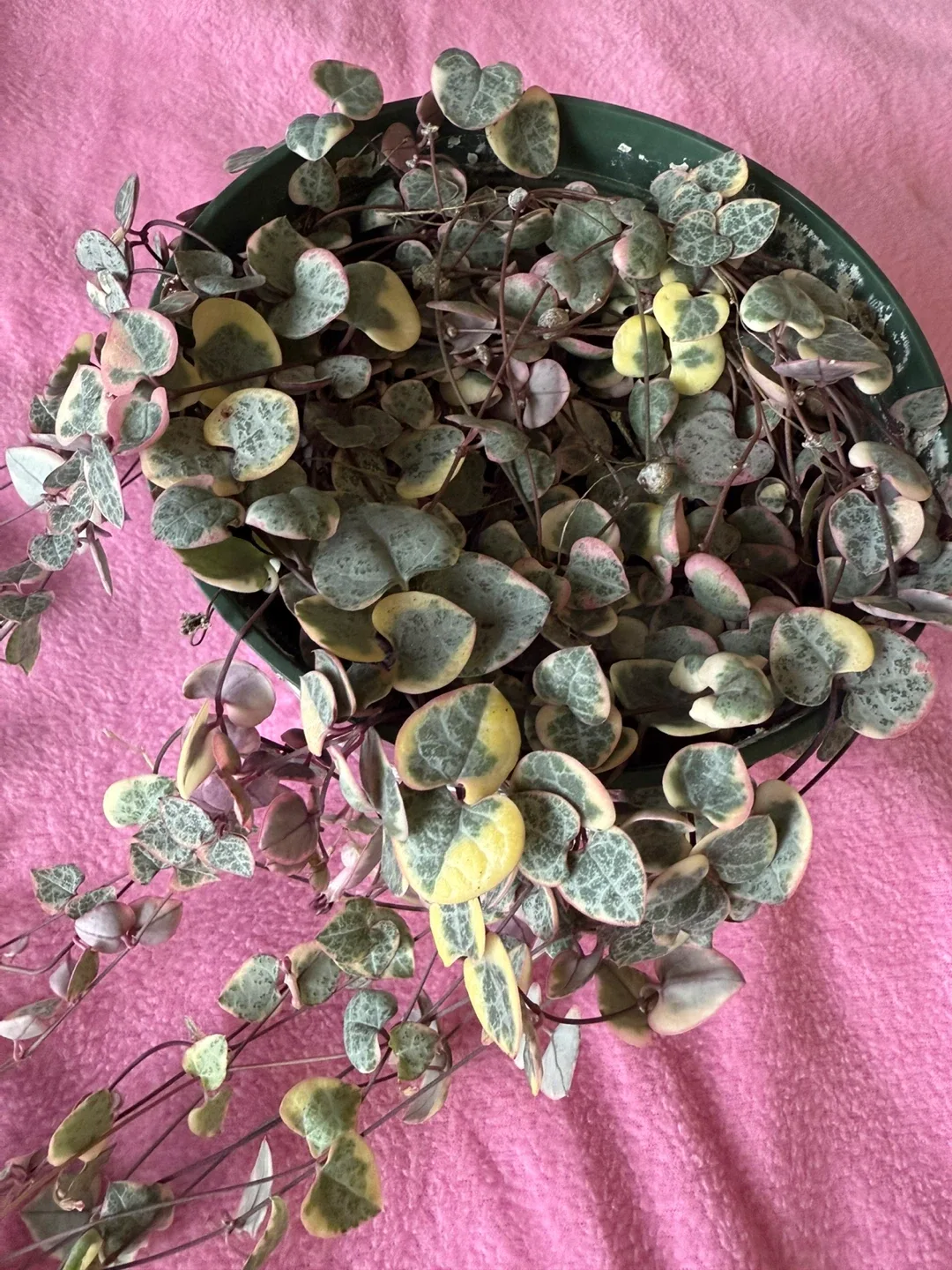 Variegated String of Hearts Plant image indicator(3)