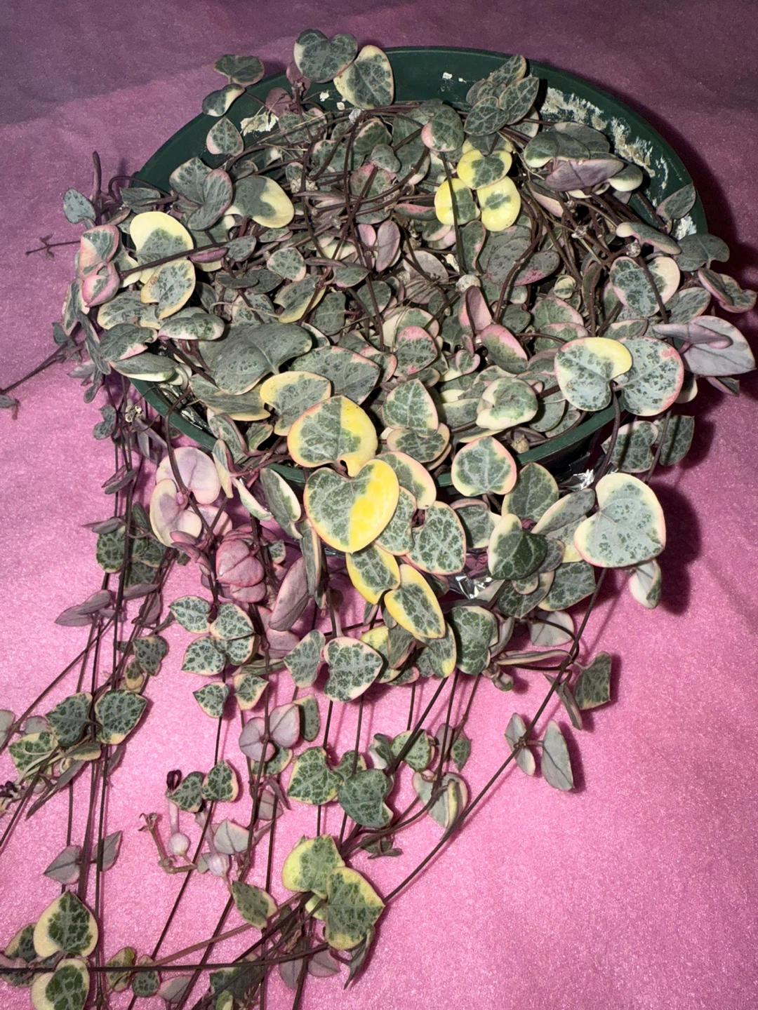 Variegated String of Hearts Plant
