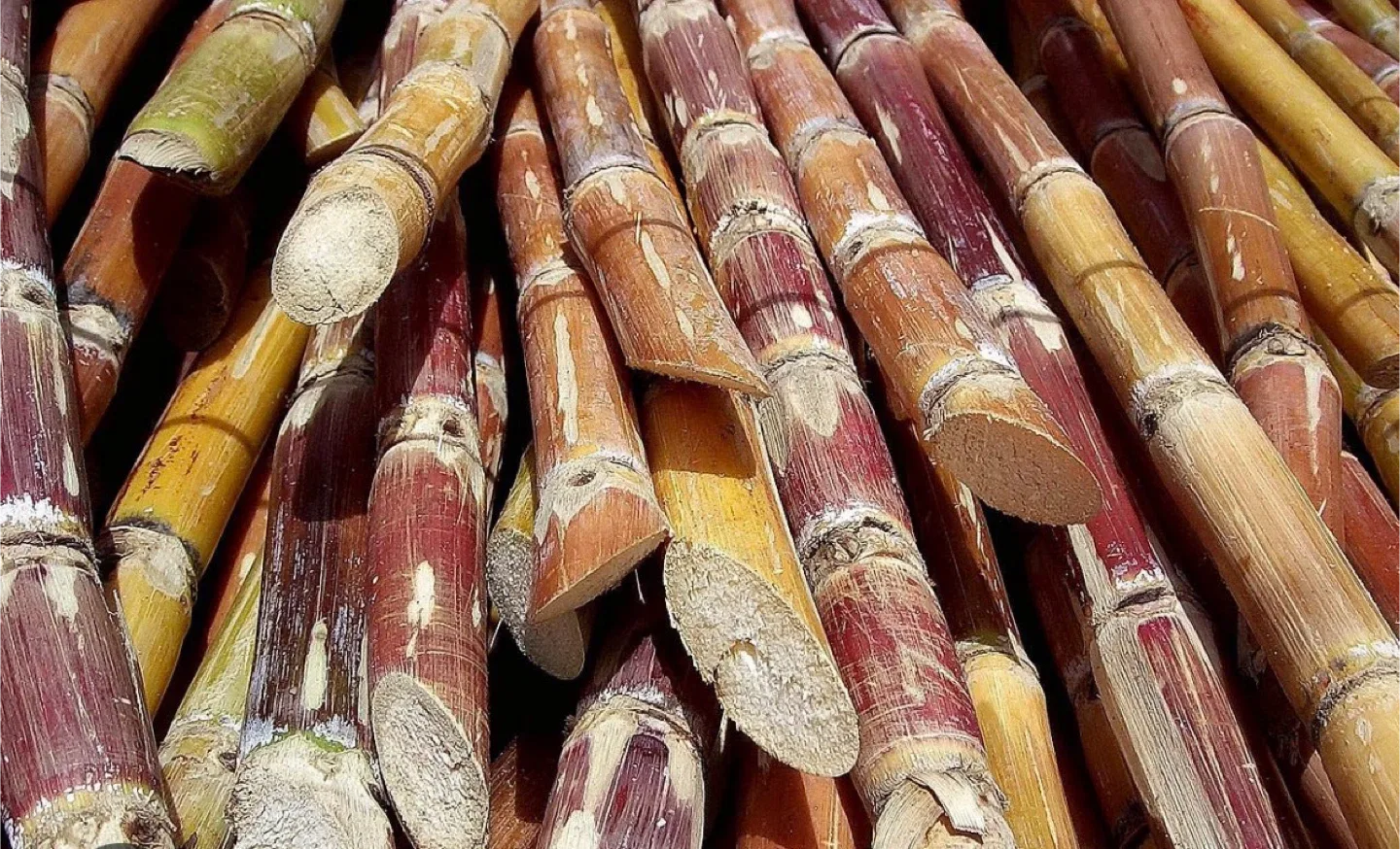 Sugarcane