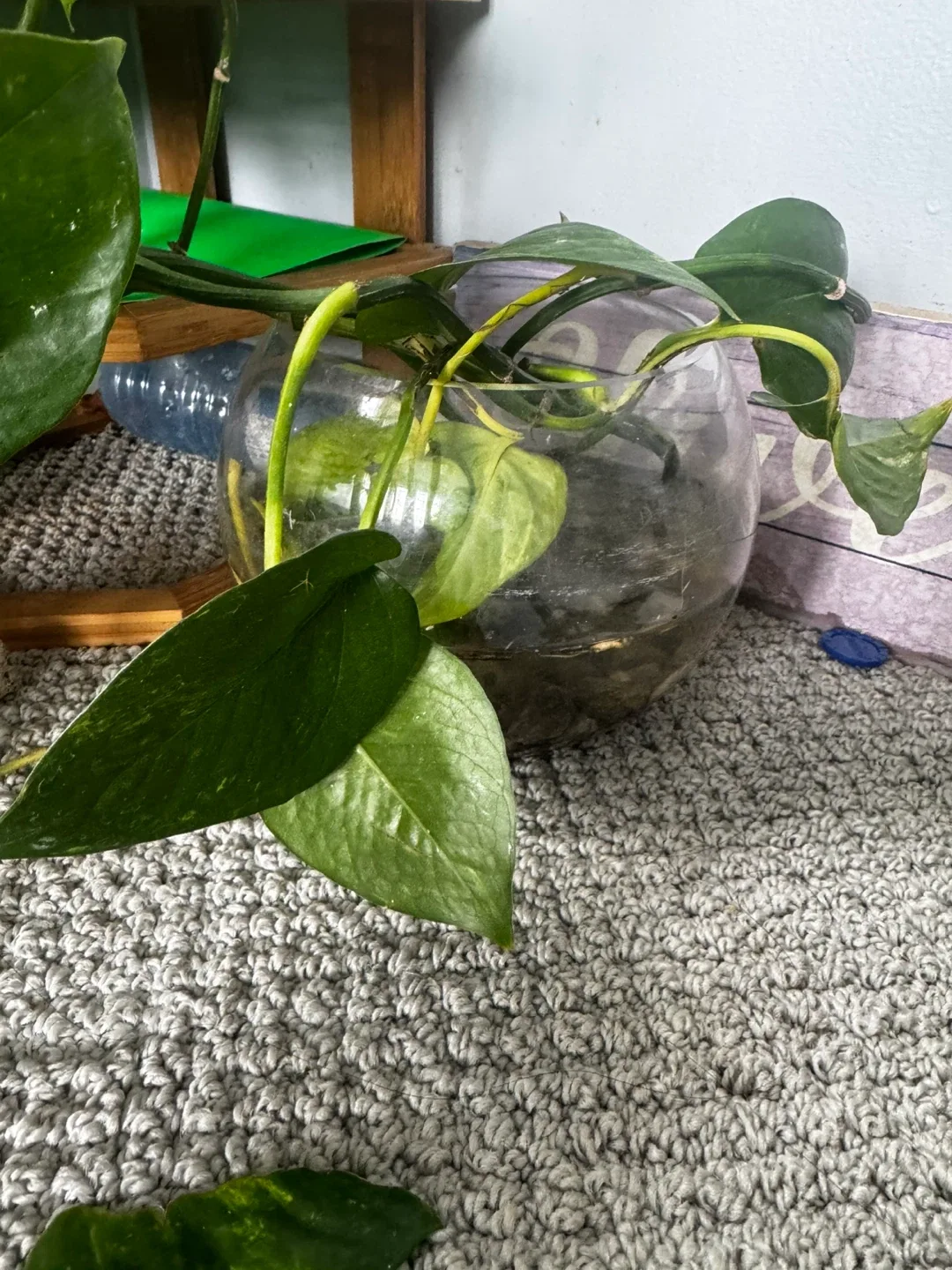 Pothos Plant with Glass Vase image indicator(2)