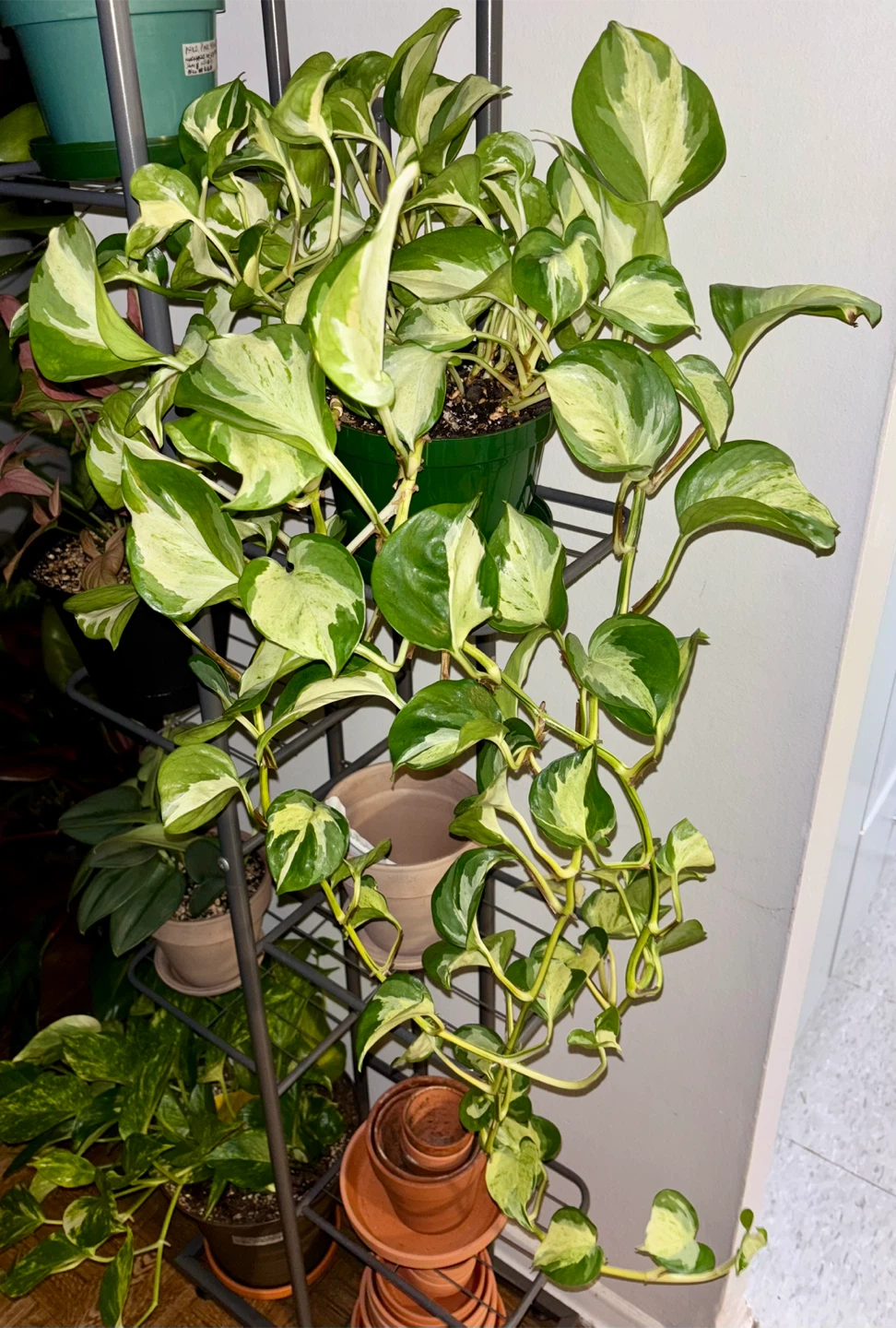 Manjula Pothos – Trailing, Well-Established