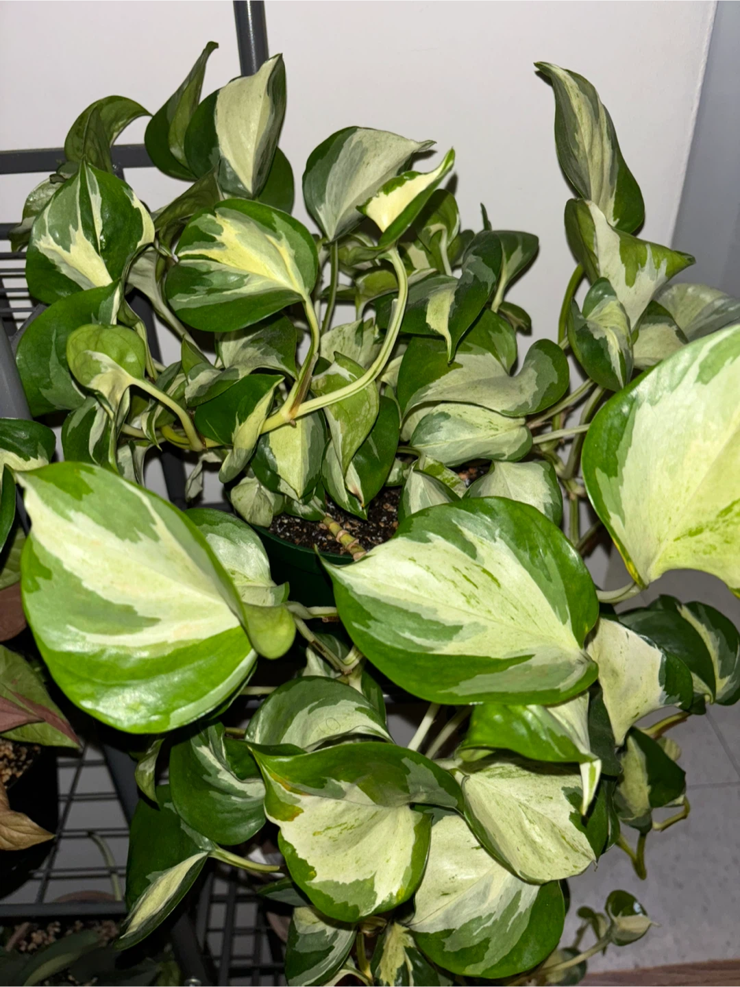 Manjula Pothos – Trailing, Well-Established - photo 2