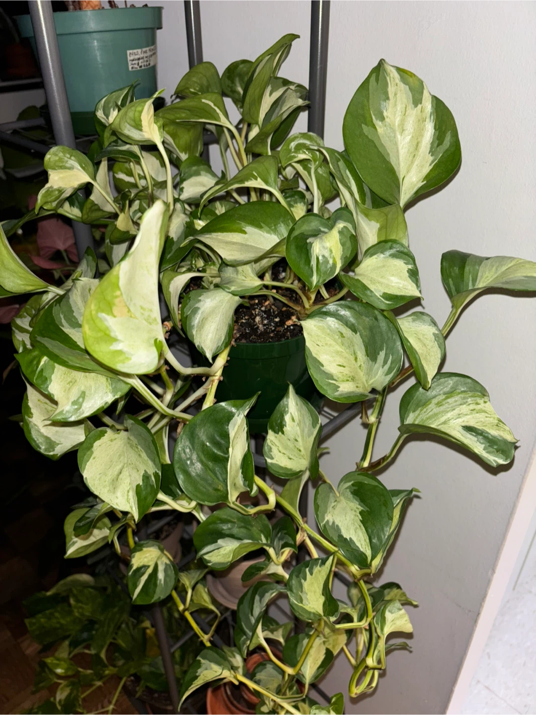 Manjula Pothos – Trailing, Well-Established - photo 3