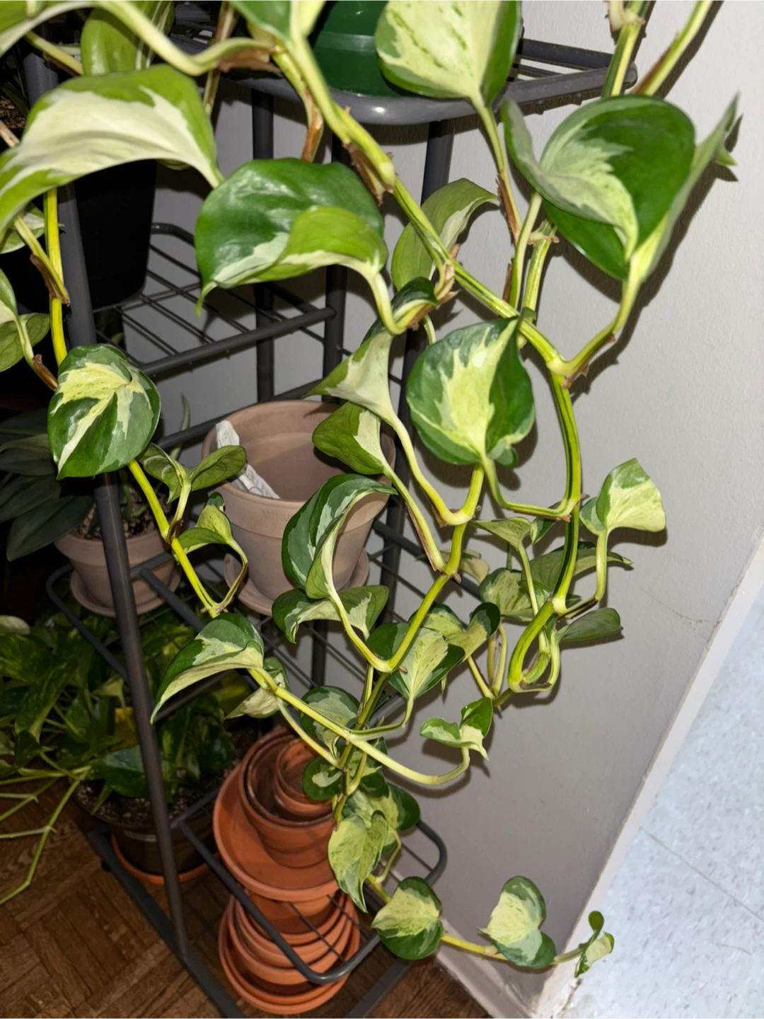 Manjula Pothos – Trailing, Well-Established - photo 4