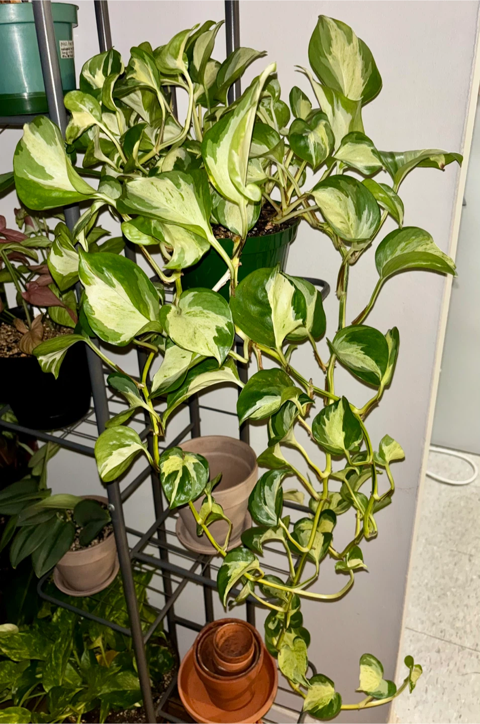 Manjula Pothos – Trailing, Well-Established - photo 5