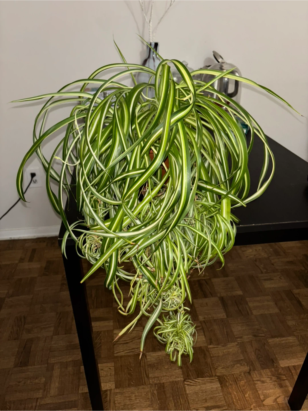 Curly Spider Plant ‘Bonnie’ – Established and Full