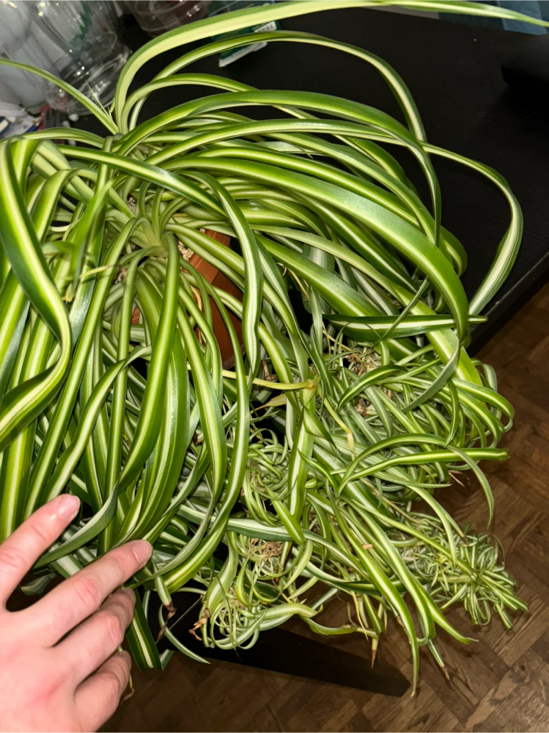 Curly Spider Plant ‘Bonnie’ – Established and Full - photo 5
