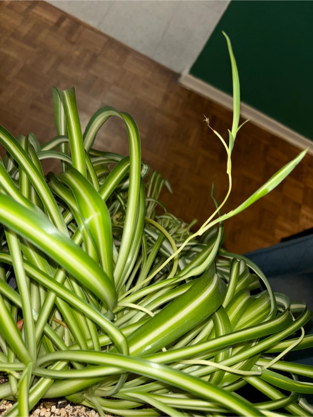 Curly Spider Plant ‘Bonnie’ – Established and Full - photo 4
