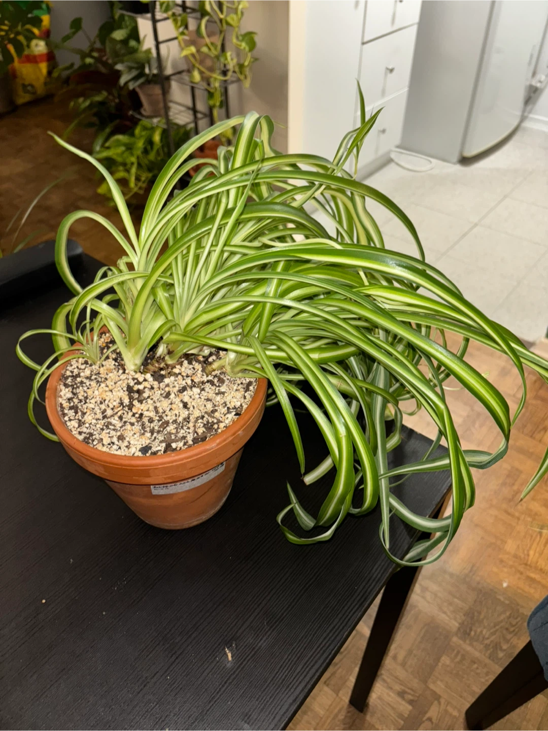 Curly Spider Plant ‘Bonnie’ – Established and Full - photo 2