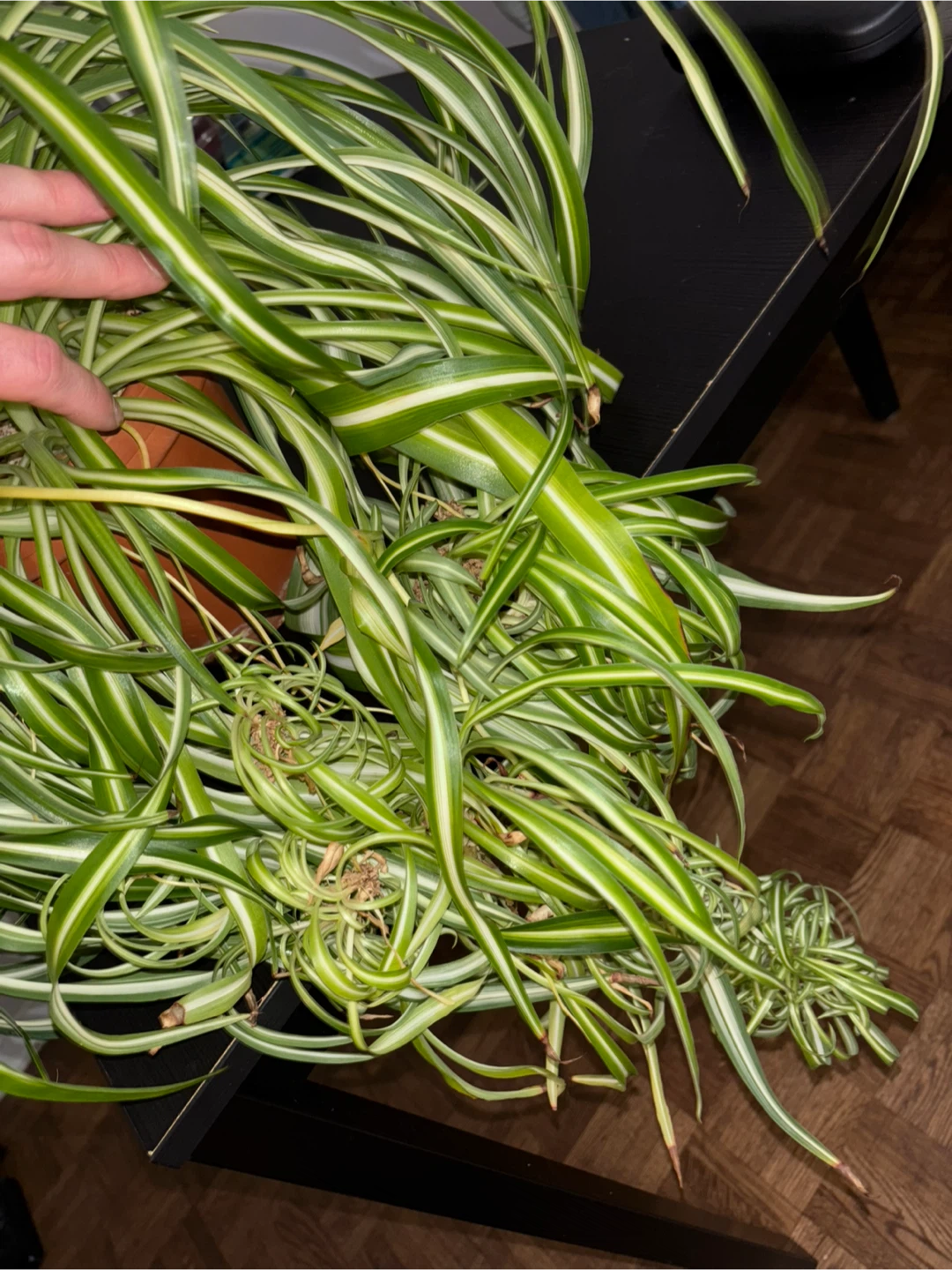 Curly Spider Plant ‘Bonnie’ – Established and Full - photo 3