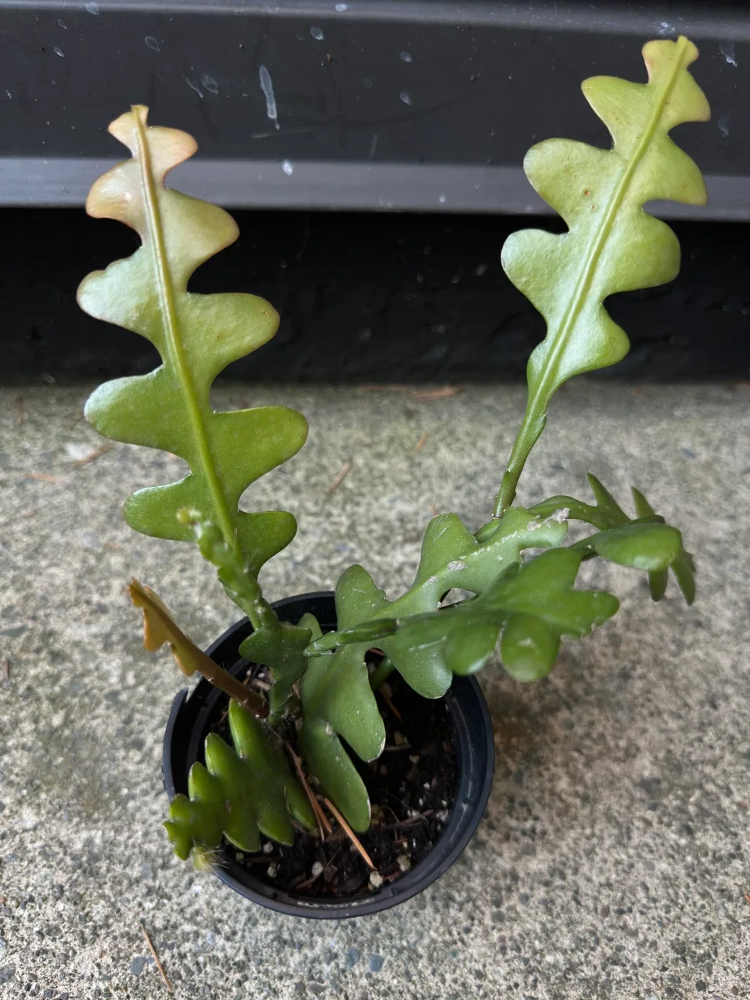 Fishbone Cactus image indicator(2)