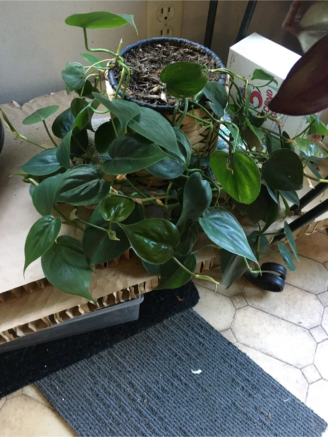 Clippings of plants image indicator(4)