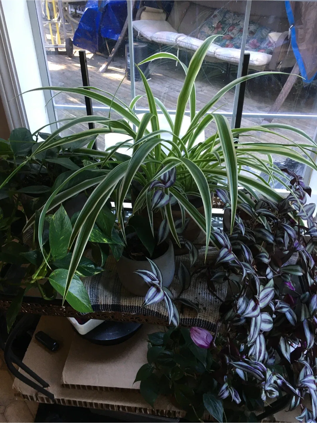 Clippings of plants image indicator(5)