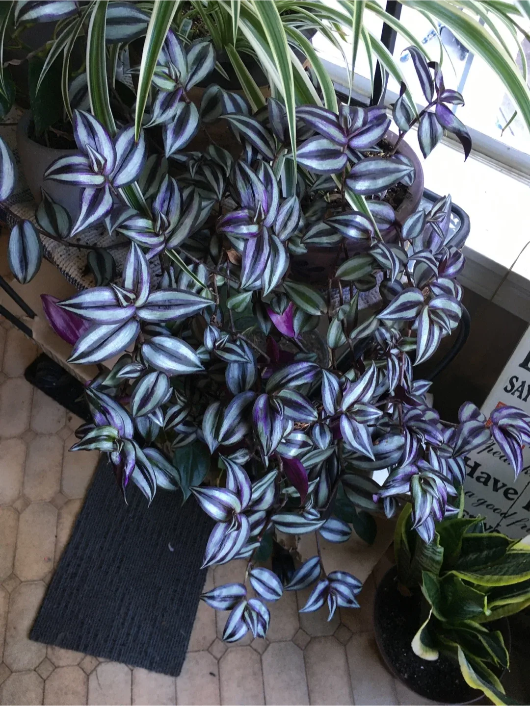 Clippings of plants image indicator(3)