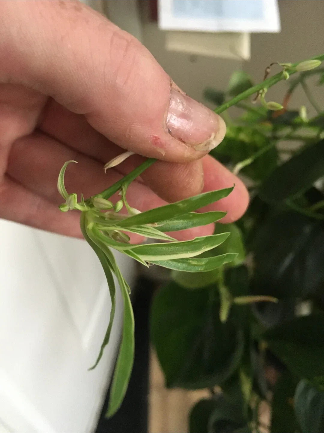 Clippings of plants image indicator(8)