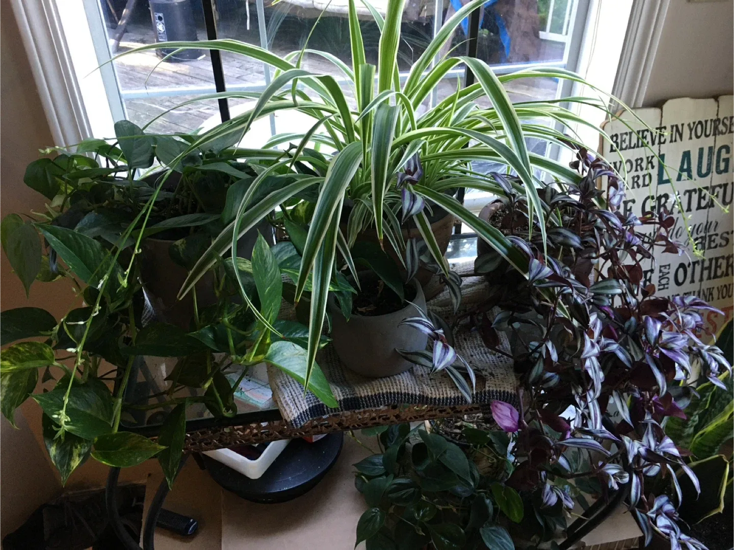 Clippings of plants image indicator(9)