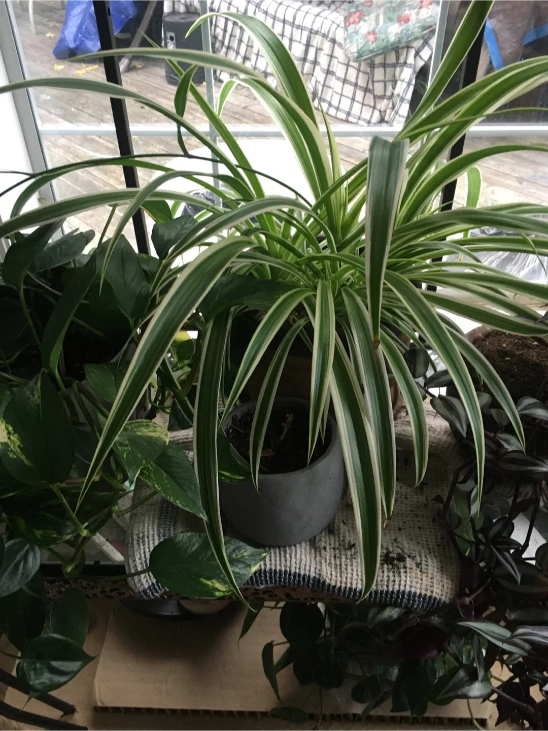 Clippings of plants image indicator(7)