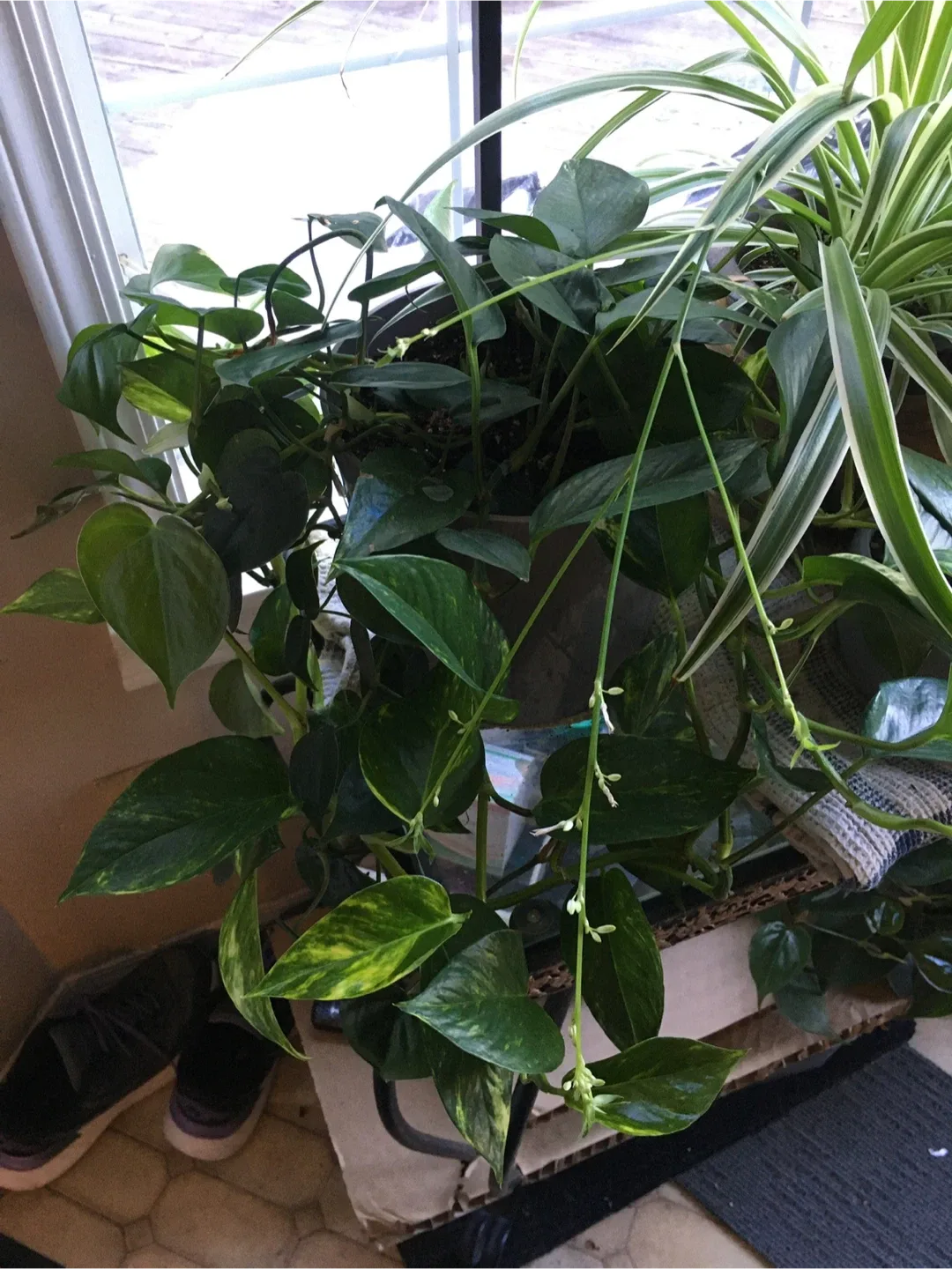 Clippings of plants image indicator(10)