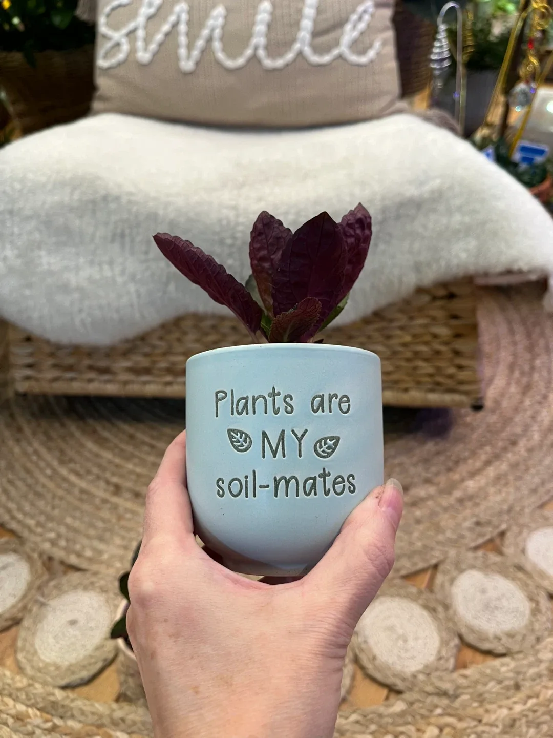 Waffle Plants in Cute ceramic Pots image indicator(3)