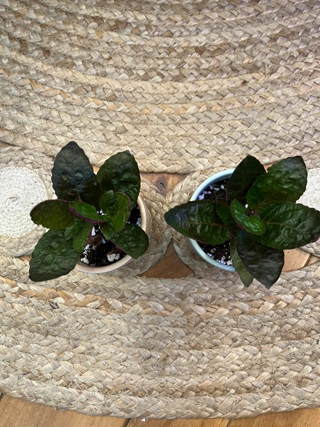 Waffle Plants in Cute ceramic Pots image indicator(2)