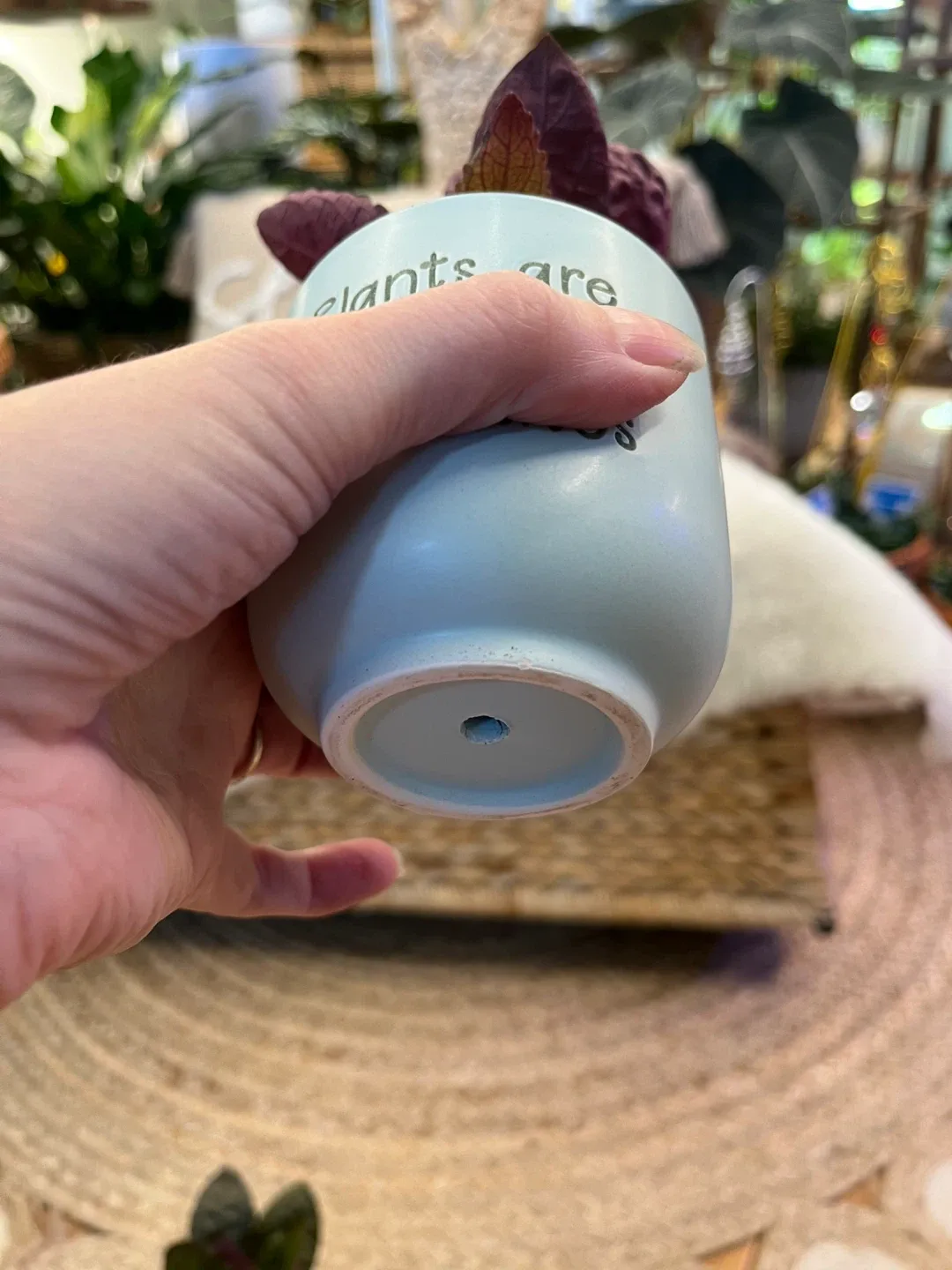 Waffle Plants in Cute ceramic Pots image indicator(4)