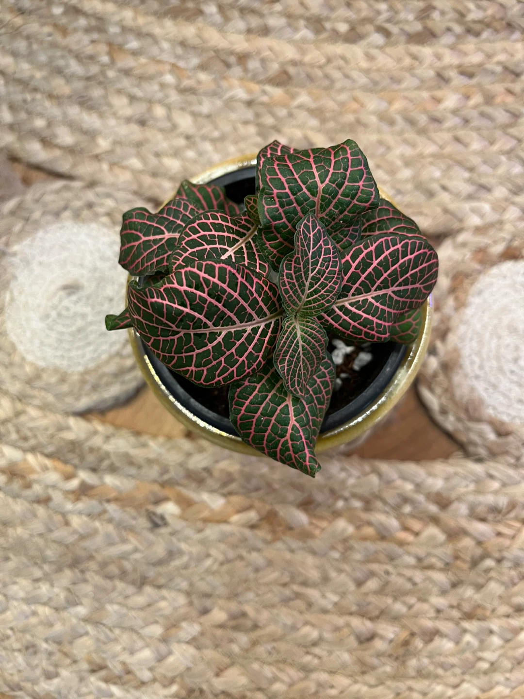 Fittonia Pink Nerve Plant in Ceramic Cover Pot