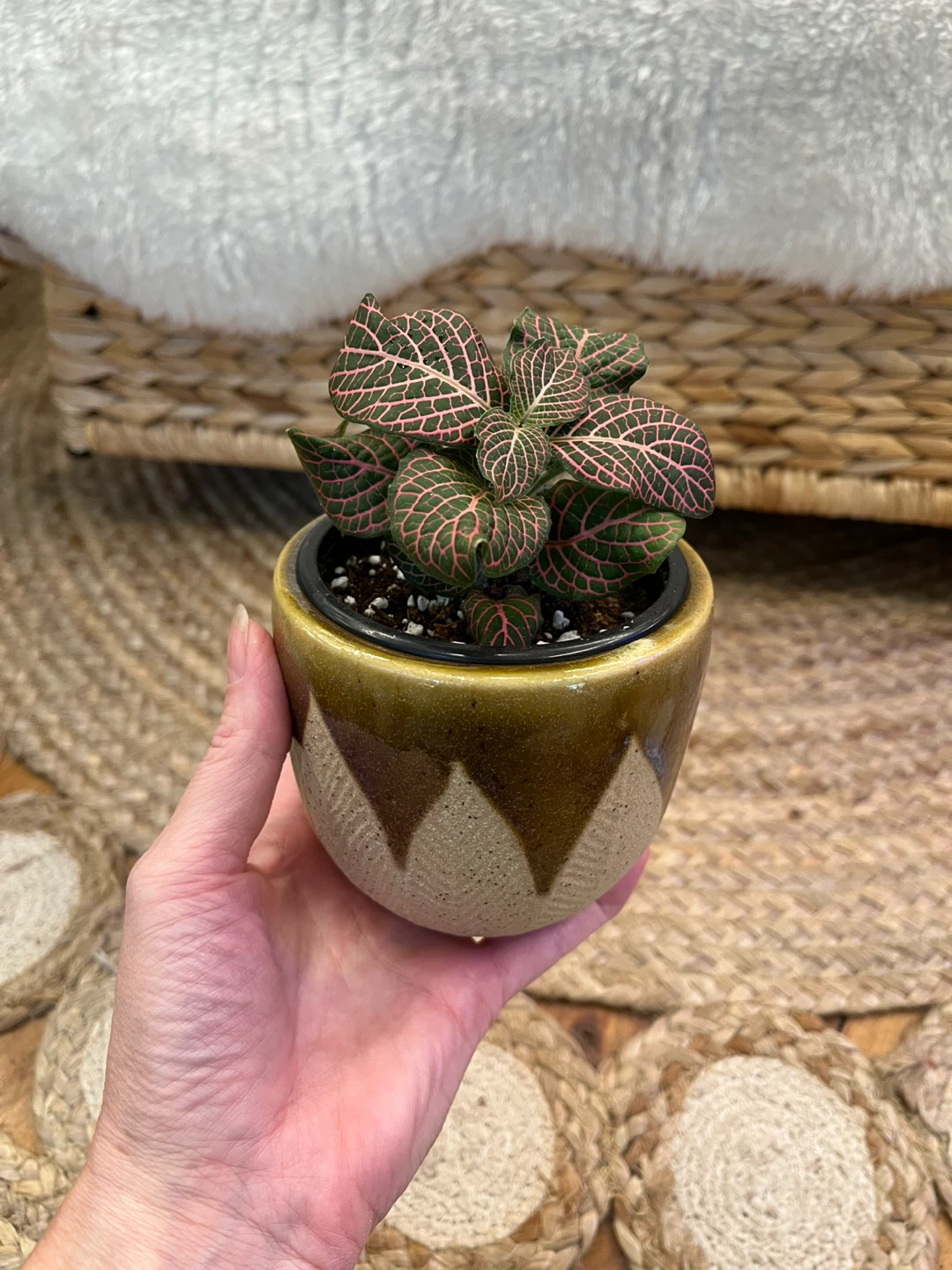 Fittonia Pink Nerve Plant in Ceramic Cover Pot - photo 2