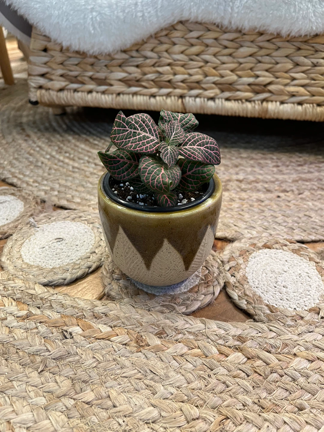 Fittonia Pink Nerve Plant in Ceramic Cover Pot - photo 3