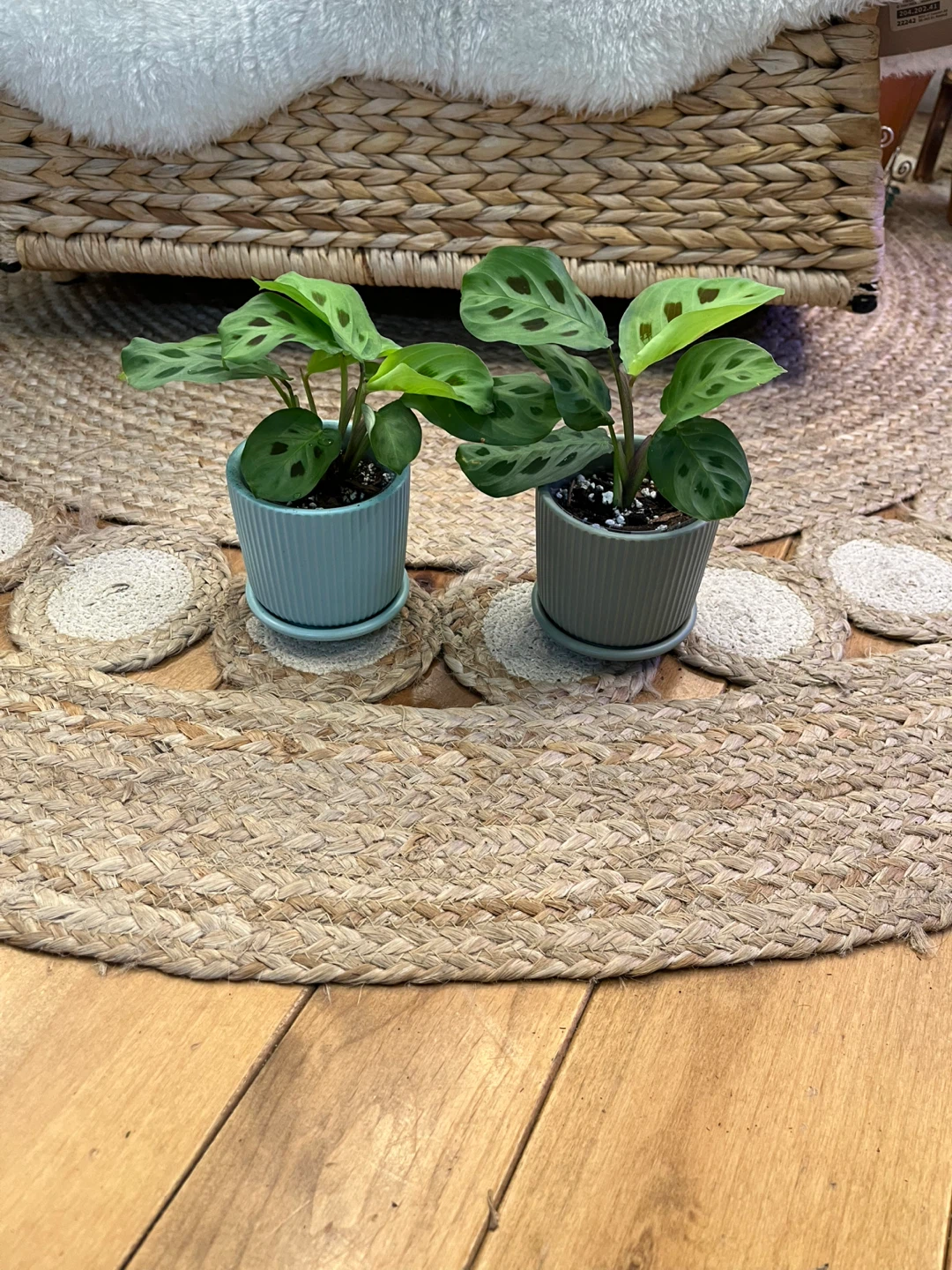 Maranta Leuconeura in Ceramic Cover Pots
