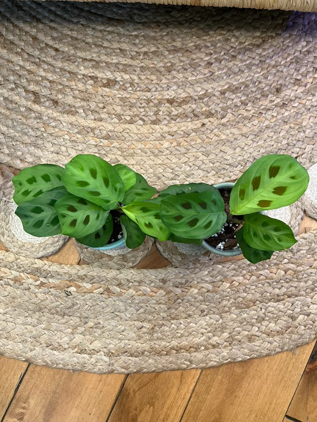 Maranta Leuconeura in Ceramic Cover Pots image indicator(2)