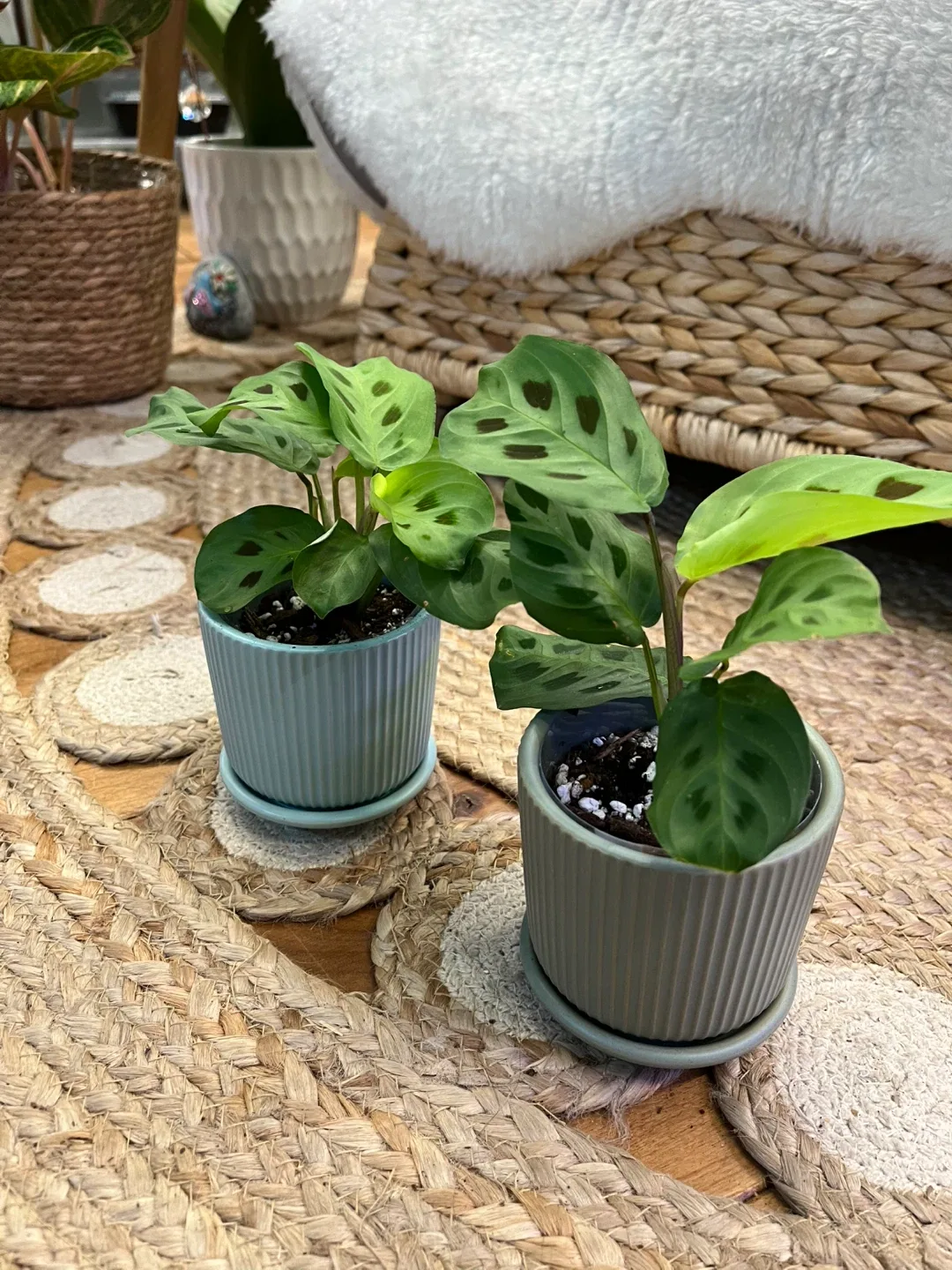 Maranta Leuconeura in Ceramic Cover Pots image indicator(3)