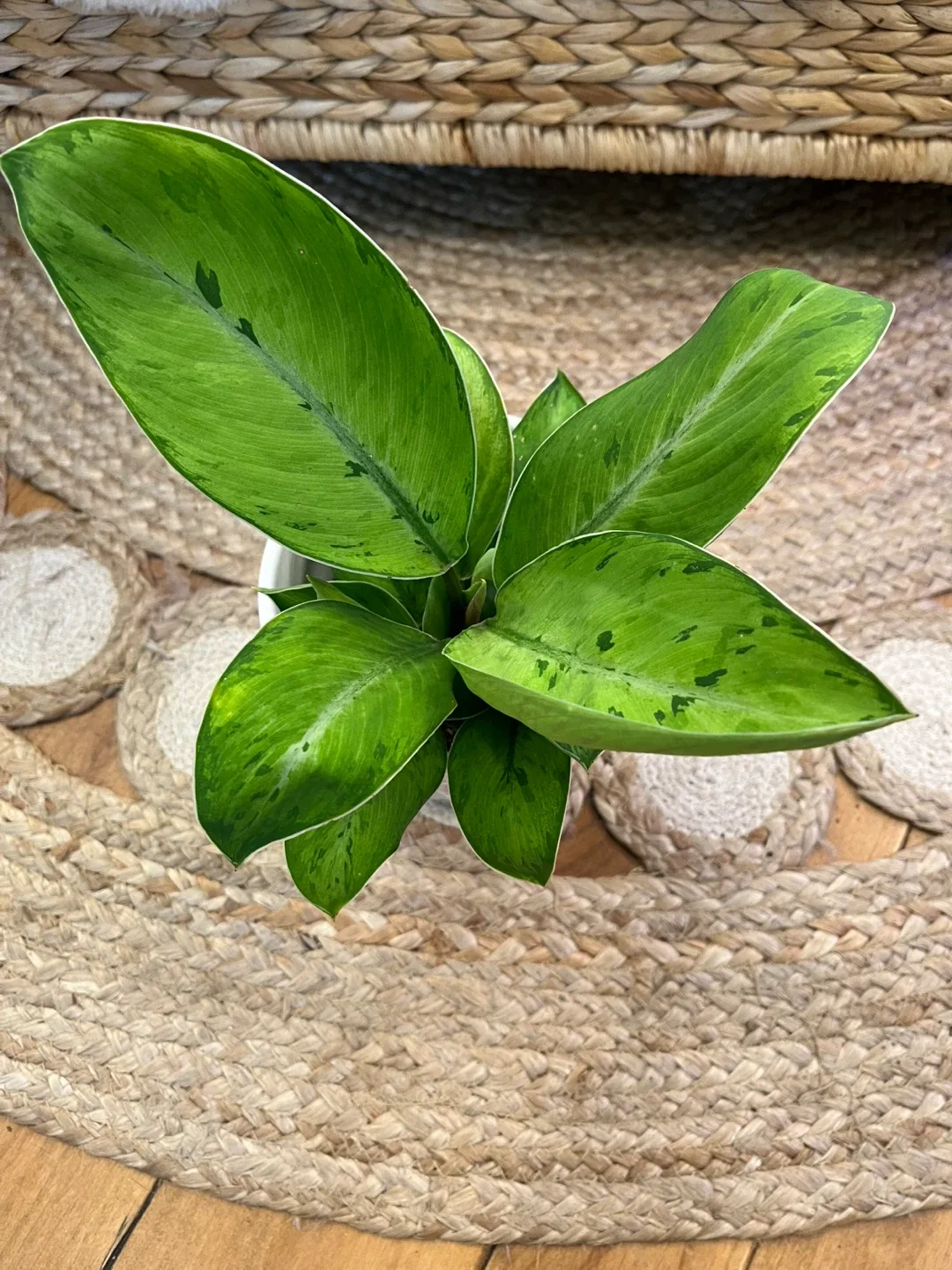 Homalomena “Selby” Plant with Ceramic Cover Pot image indicator(2)