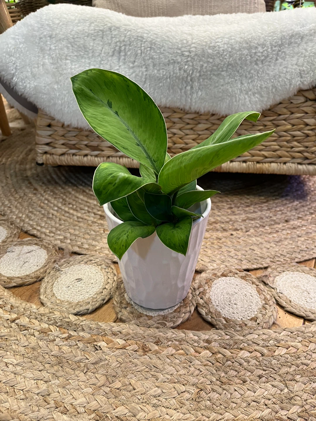 Homalomena “Selby” Plant with Ceramic Cover Pot