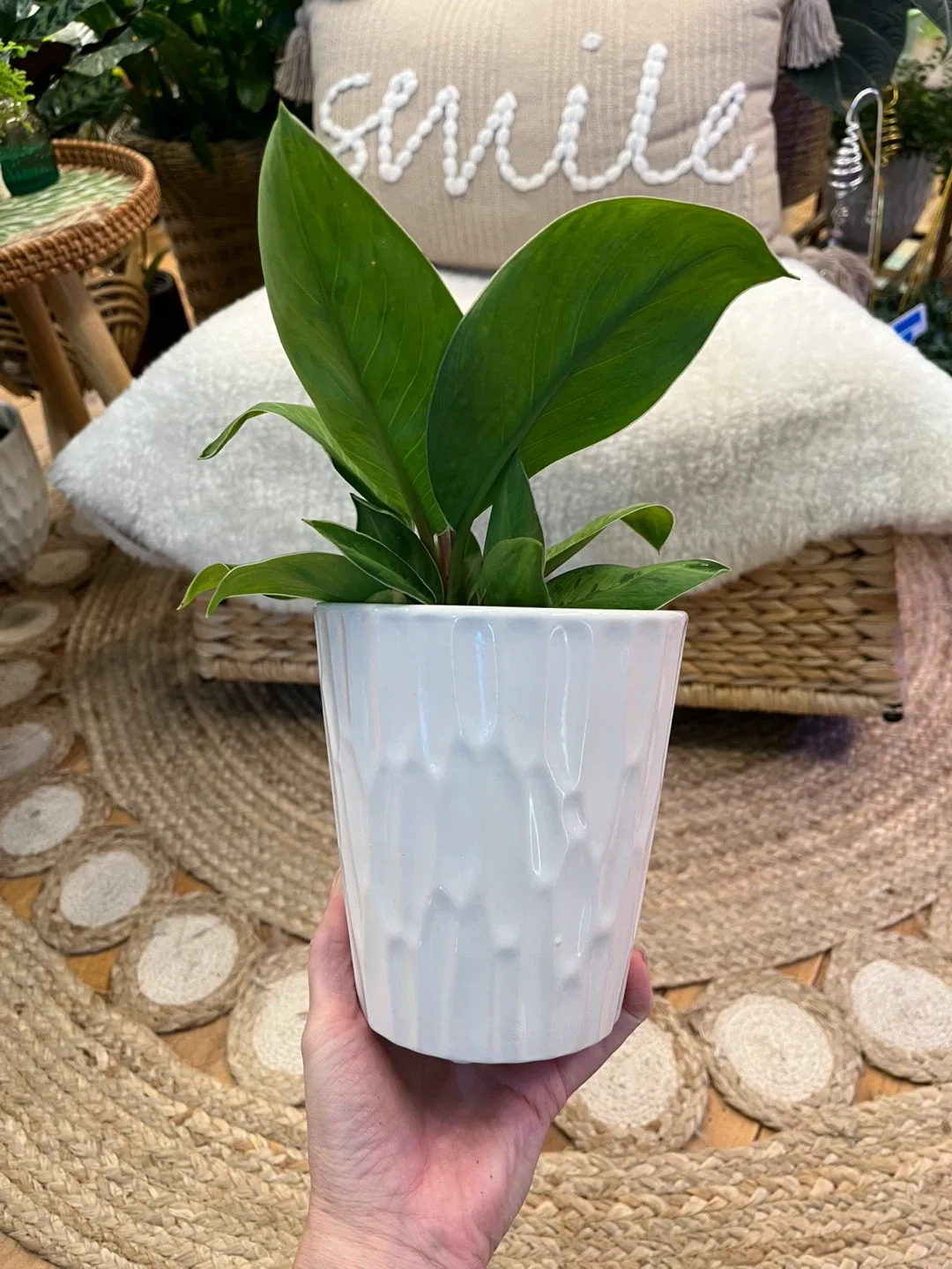 Homalomena “Selby” Plant with Ceramic Cover Pot image indicator(3)