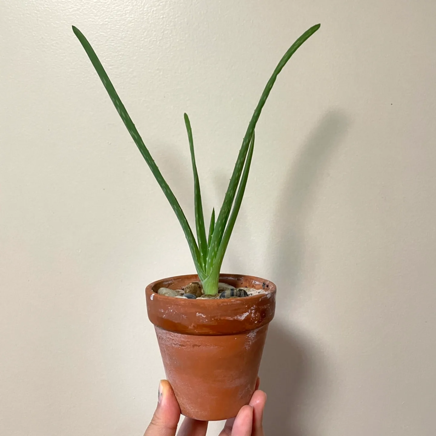 Aloe Vera Plant 9” tall thumbnail