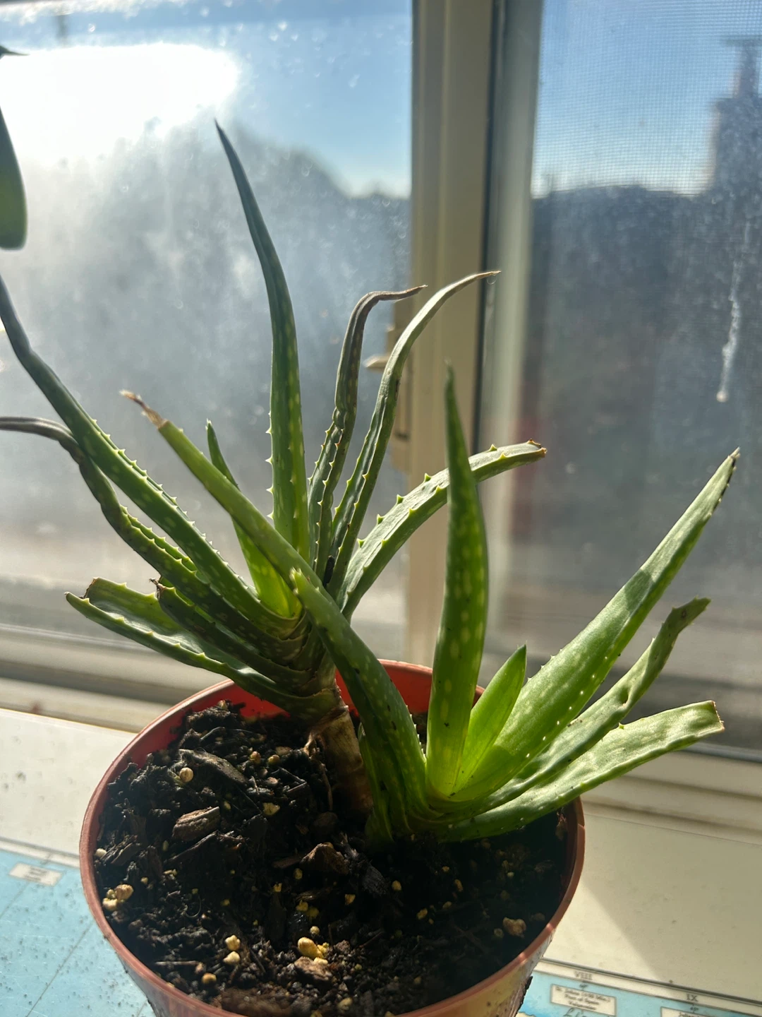 Aloe Vera Plants - photo 2