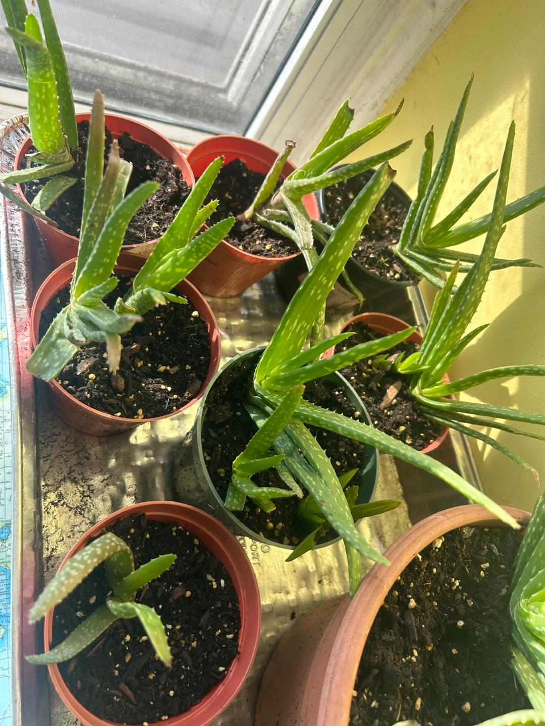 Aloe Vera Plants