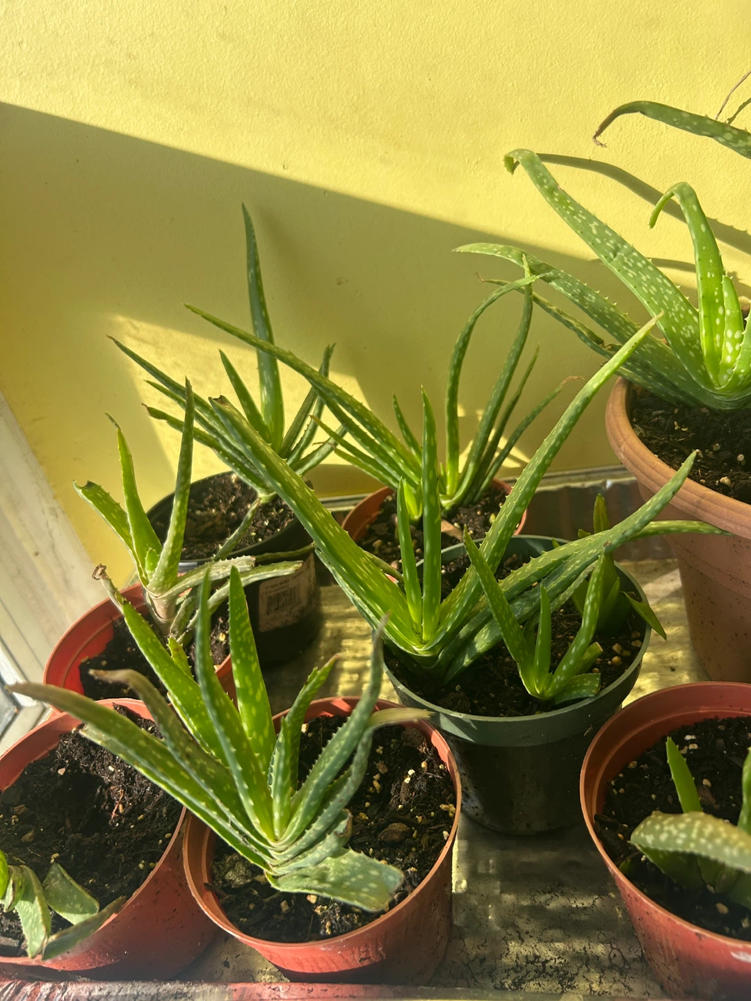 Aloe Vera Plants - photo 3