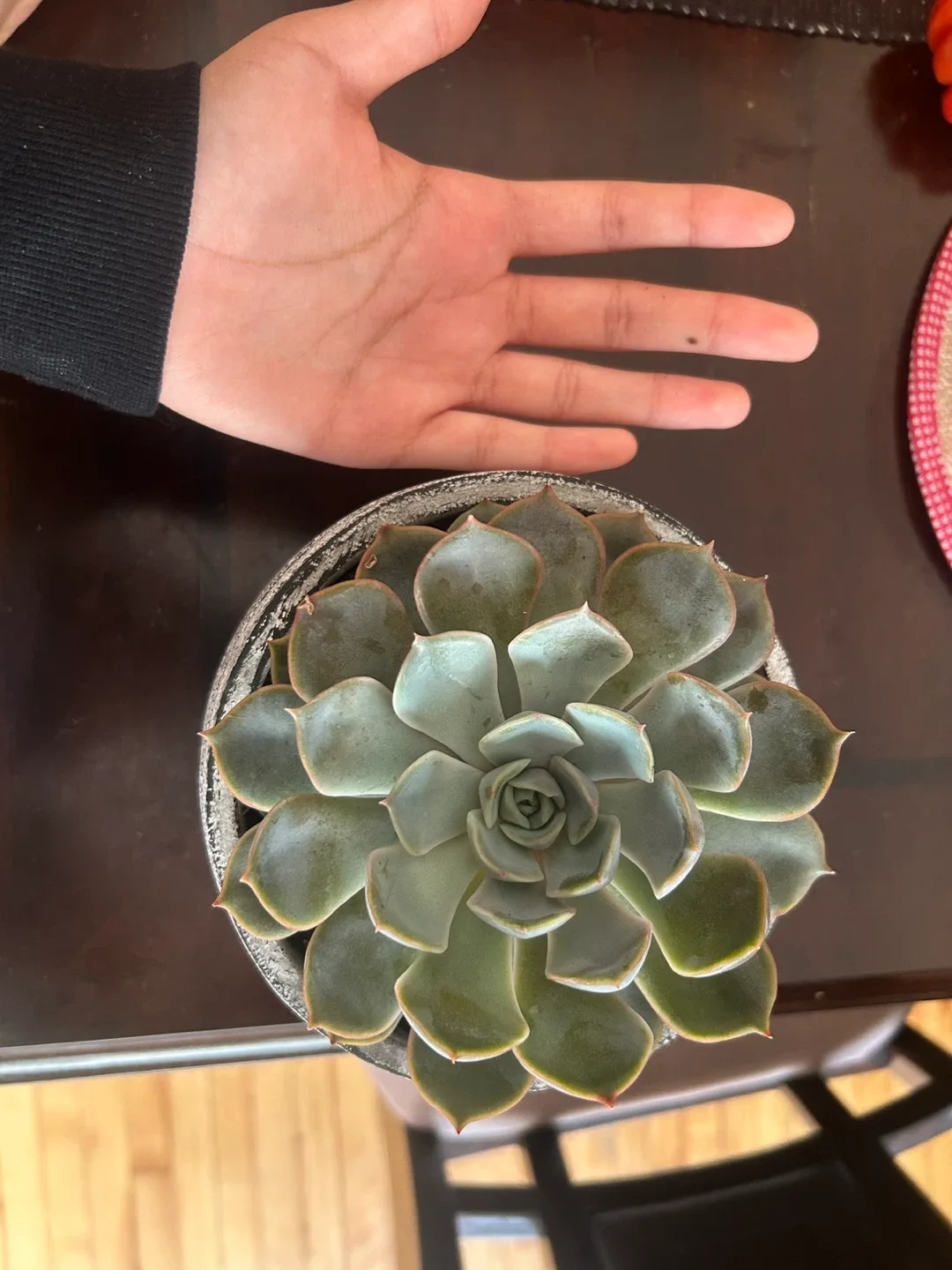 Potted Succulent (Echeveria) image indicator(4)