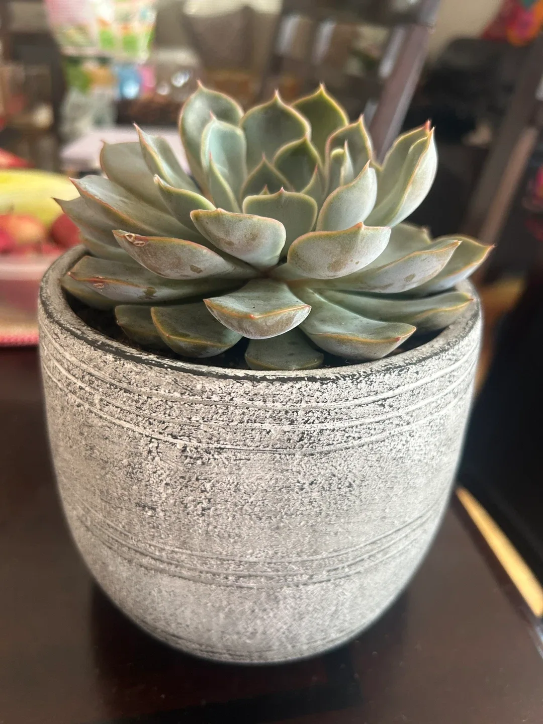 Potted Succulent (Echeveria) image indicator(3)