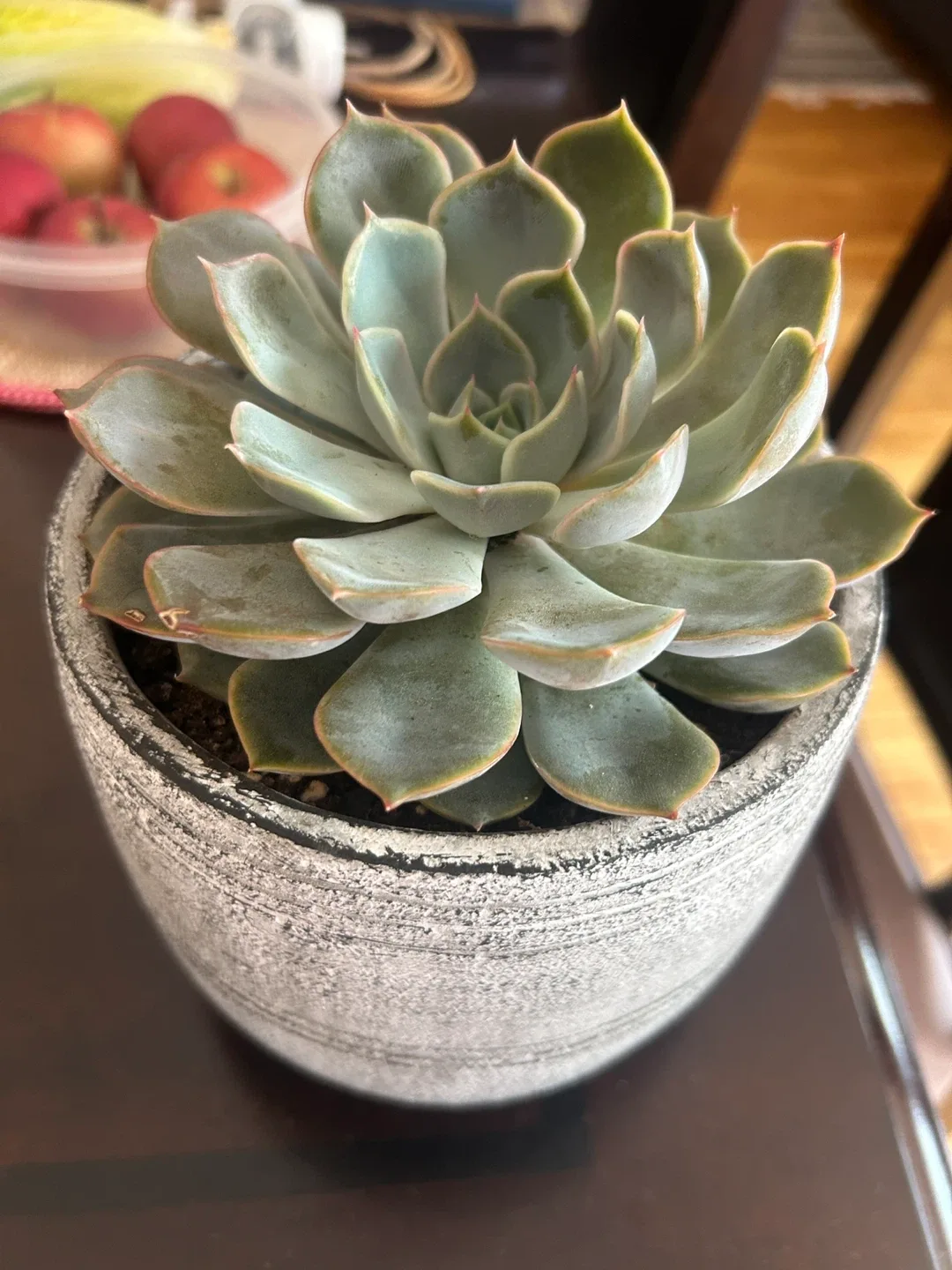 Potted Succulent (Echeveria) image indicator(2)