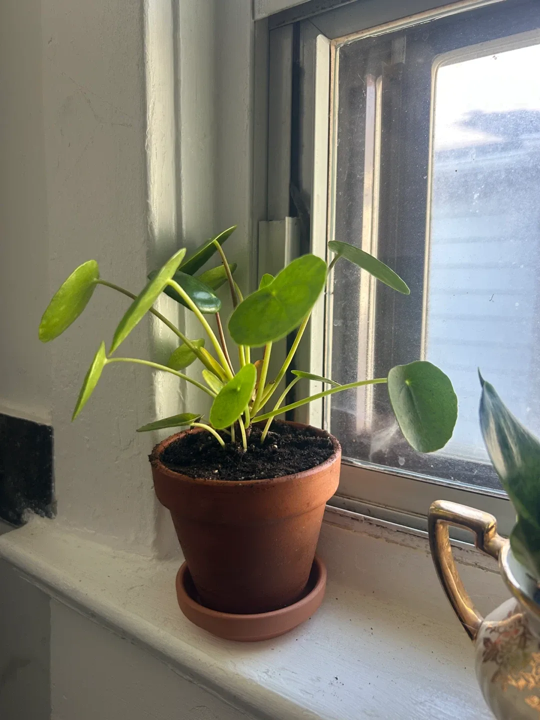 Pilea peperomioides - Chinese Money Plant image indicator(2)