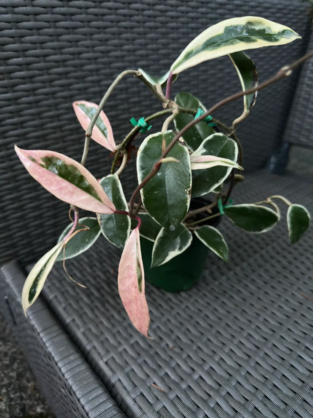 Hoya Krimson Queen image indicator(2)