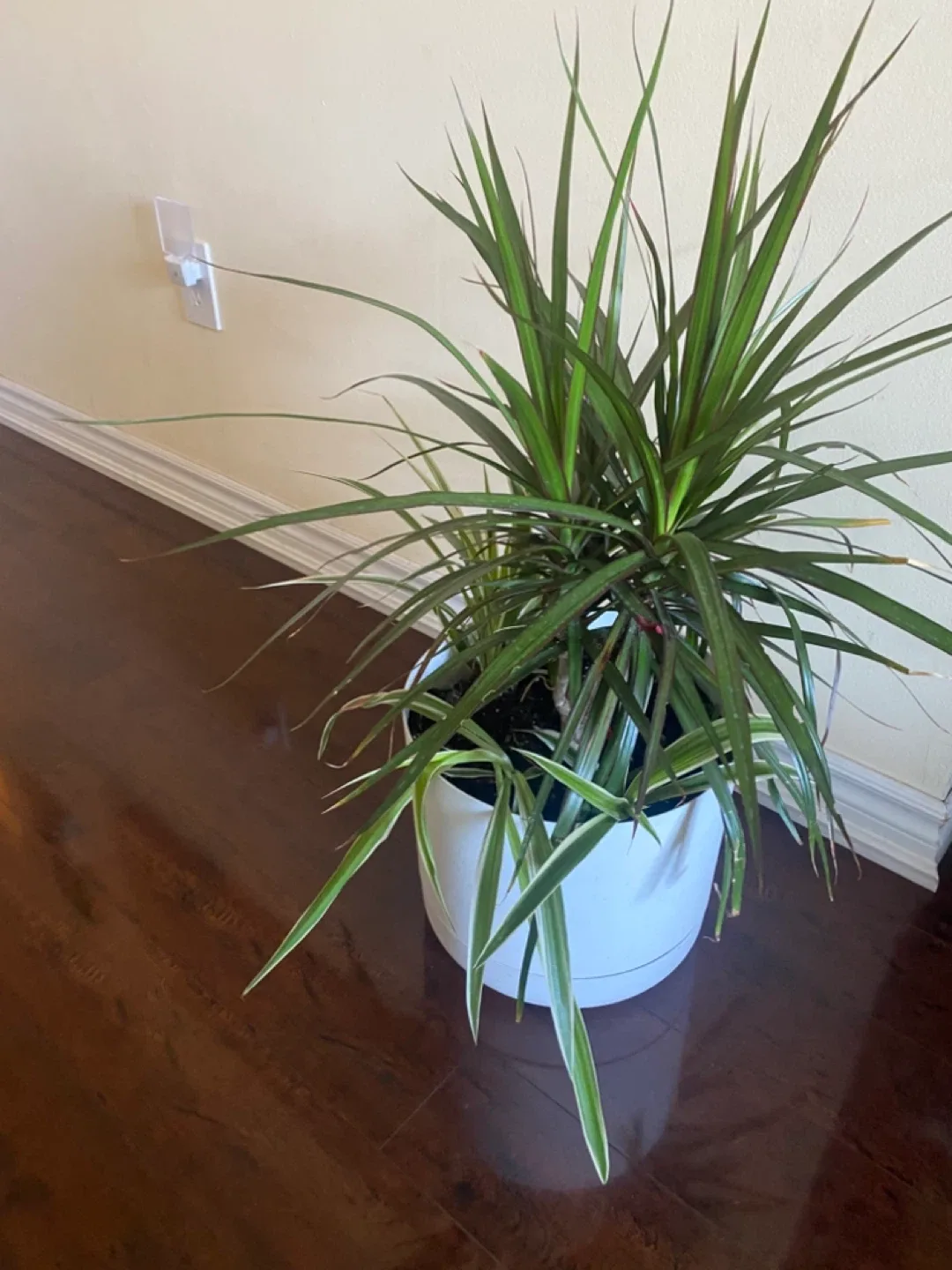 Potted Dracaena Marginata Plant image indicator(2)