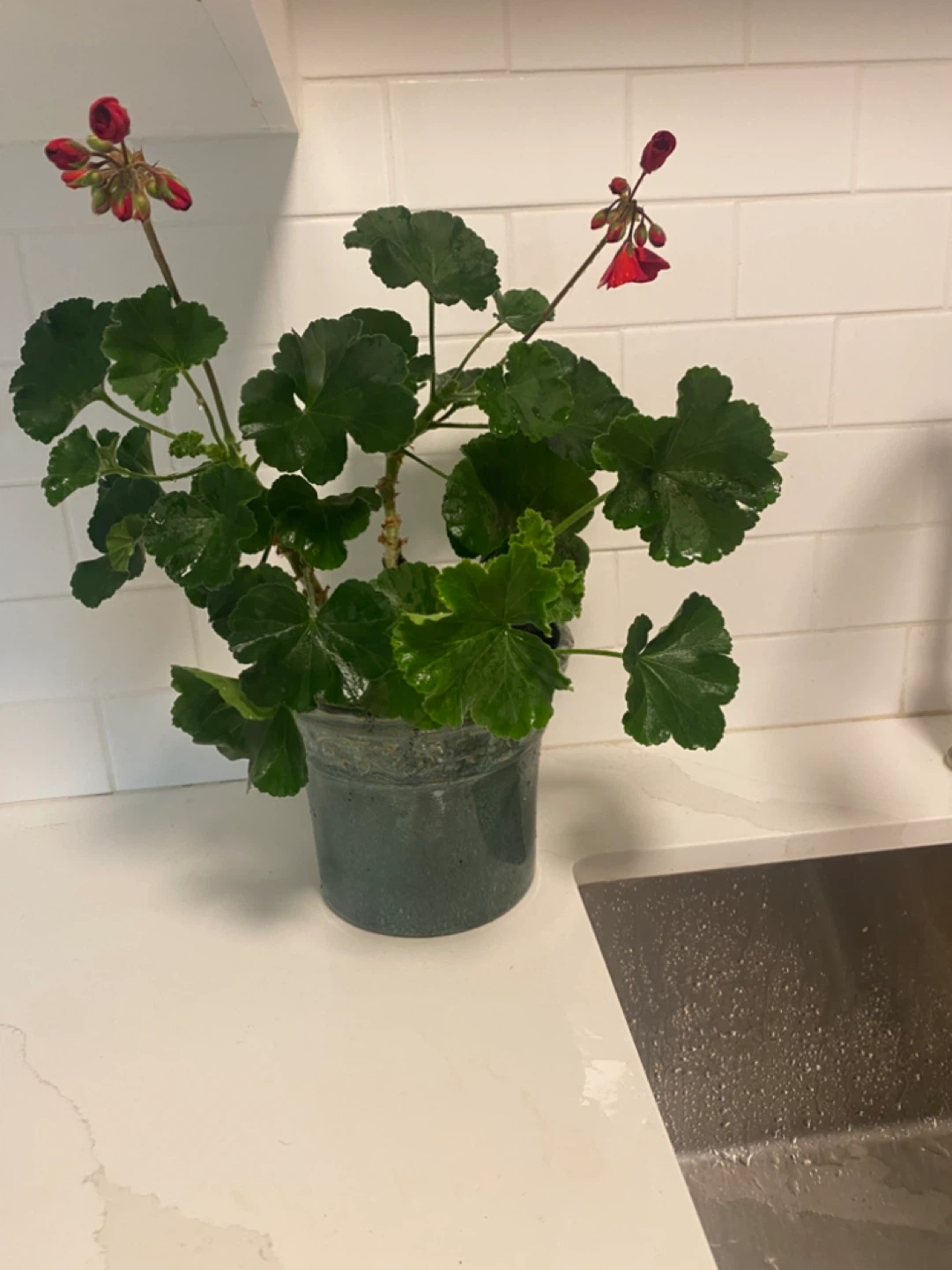 Potted Geranium Plant with Red Flowers