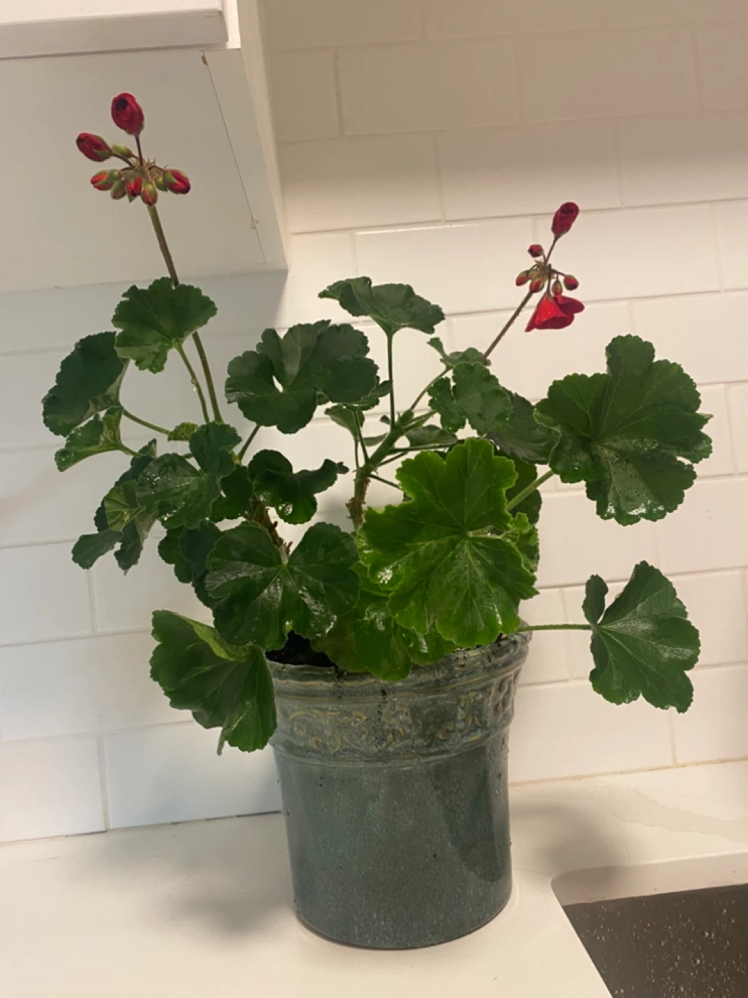 Potted Geranium Plant with Red Flowers - photo 3